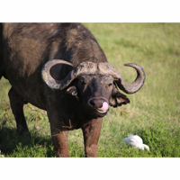 Kenia Büffel