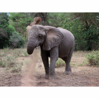 Tansania Elefant